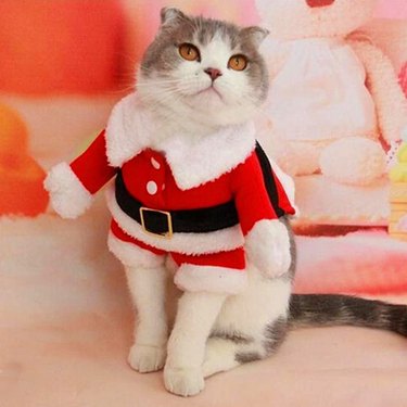 Cat wearing Santa suit with fake plush arms.