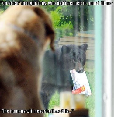 Dog watches bear steal food.