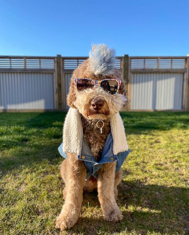 dog with mohawk