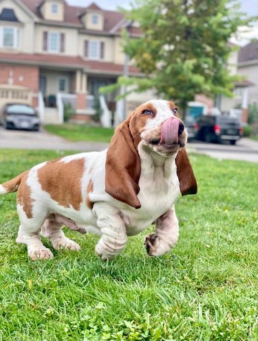 A bloodhound puppy mid-jump and licking their lips.