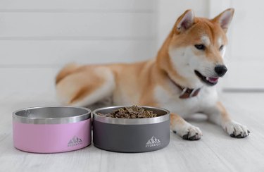 insulated dog bowls