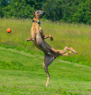 A dog mid-jump trying to catch a ball.