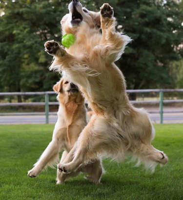A golden retriever leaping in front of another golden retriever to catch a tennis ball.