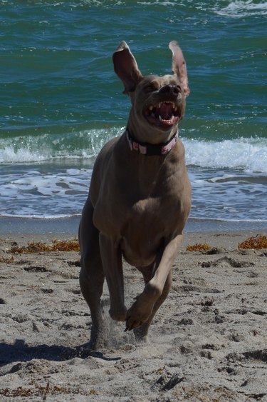 A dog running along a beach with their ears flying up.