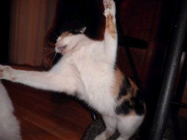 A cat with its front legs outstretched like it's about to give you a hug.