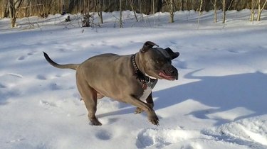 A pit bull running in the snow. Their lips look very silly.