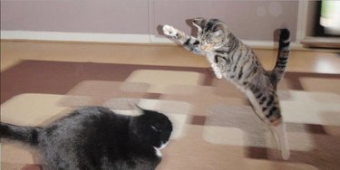 A stripey cat mid-pounce, aiming for a black cat.