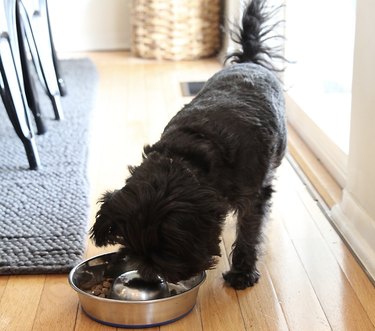 stainless steel slow feeder bowl for dogs