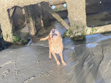 A yellow lab on a beach, mid-sneeze