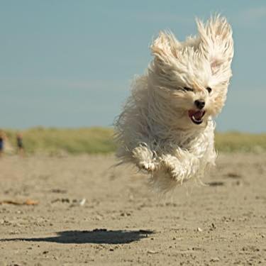 A white fluffy dog mid-jump looks like he's flying.