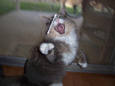 A cat trying to catch a q-tip flying through the air. They are on their hind legs with their mouth wide open.