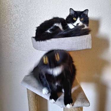 Two cats on a cat tree. The bottom cat appears blurry because he moved during the photo.