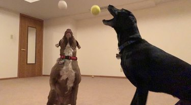 Two dogs playing with tennis balls that are mid-air