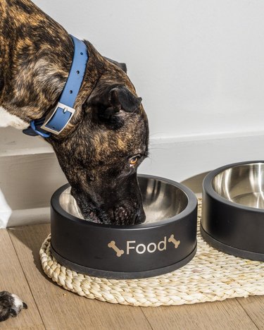 personalized dog bowl