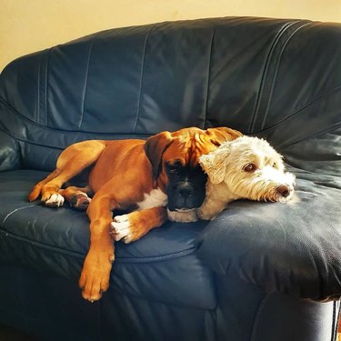 dogs console each other