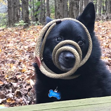 dog with leash wrapped around face
