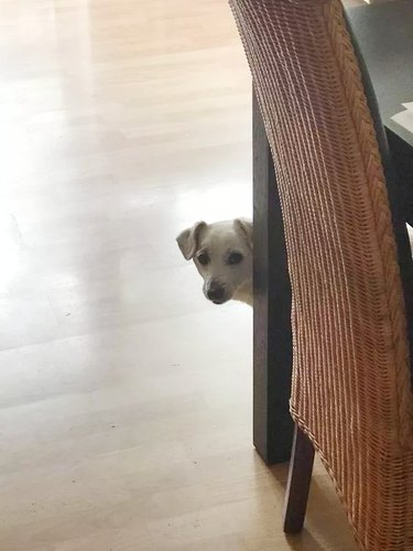 dog peers around couch at the sound of food being opened