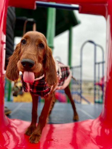 Cocker spaniel on colorful playground.