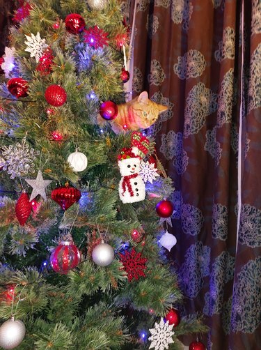 orange cat peers out of christmas tree