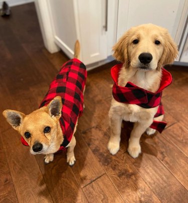 dogs in matching outfits