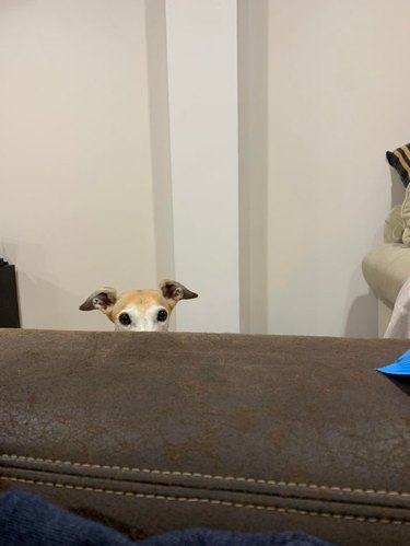 Top of dog's head poking up from behind couch arm