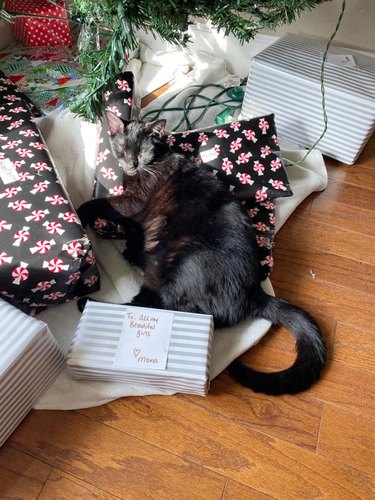 black cat sleeps on presents under Christmas tree