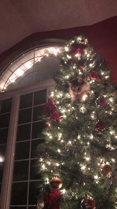 kitten learns to climb christmas tree