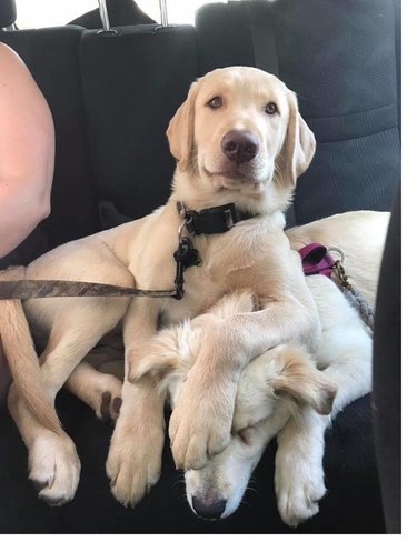 Puppy leaning on head of matching puppy.