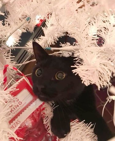 black cat in a white Christmas tree