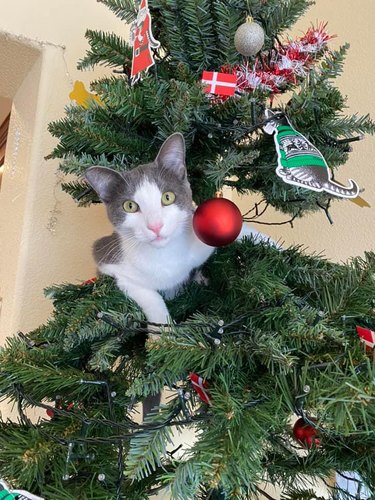cat plays with ornaments in Christmas tree