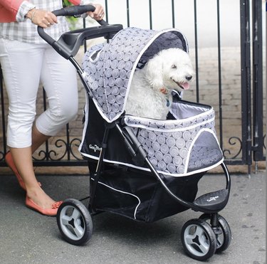 stroller for medium size dogs