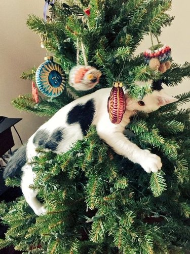 white cat loves Christmas tree