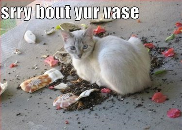 cat breaks vase