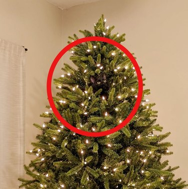 a black cat is hiding in the Christmas tree, towards the top