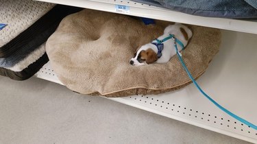 Puppy sleeping on large dog bed on bottom shelf of store.