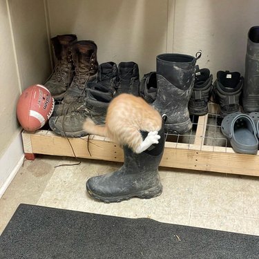 Ginger kitten climbing into muddy boot.