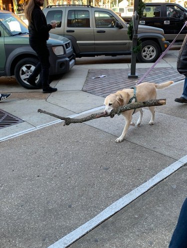 Golden lab walking on sidewalk with large branch in mouth.