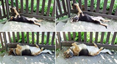 dog lying next to fence as a puppy and then as a grown dog