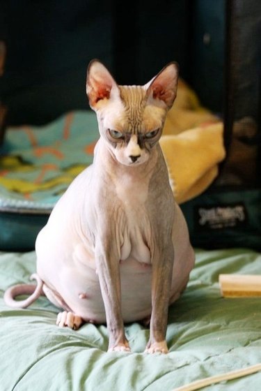 Very mad looking pregnant cat