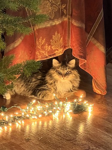 cat has powerful christmas vibes