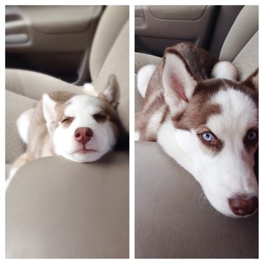 husky in the car as a puppy and as a big dog