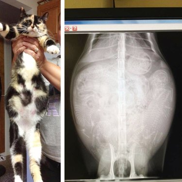 Pregnant cat and X-ray of kittens