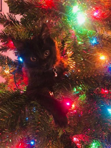 black cat pops out of Christmas tree