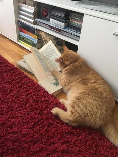 Hefty ginger cat appears to be reading a book