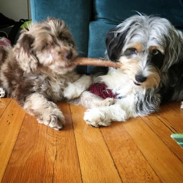 dogs share stick