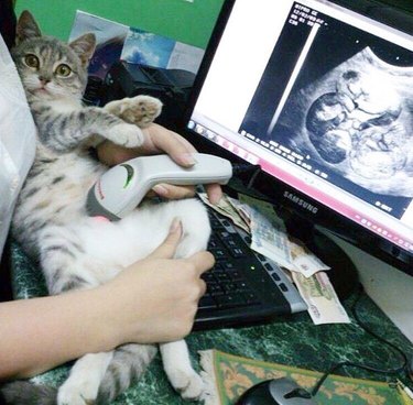 Cat getting a fake ultrasound