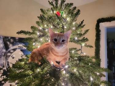 orange cat claims Christmas tree