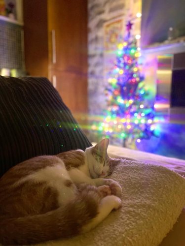 orange cat sleeps in front of Christmas tree