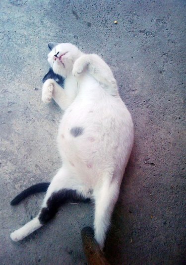 pregnant cat shows off belly