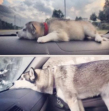 husky lying head on dashboard, first as a puppy and then as a big dog